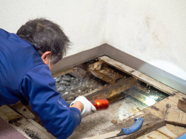 Best Crawl Space Mold Removal  in Fruita, CO