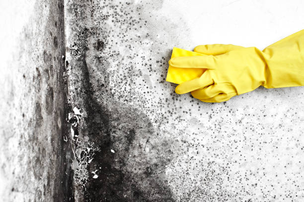 Best Commercial Mold Removal  in Fruita, CO