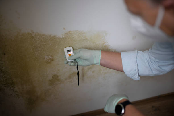 Best Local Mold Removal Service  in Fruita, CO