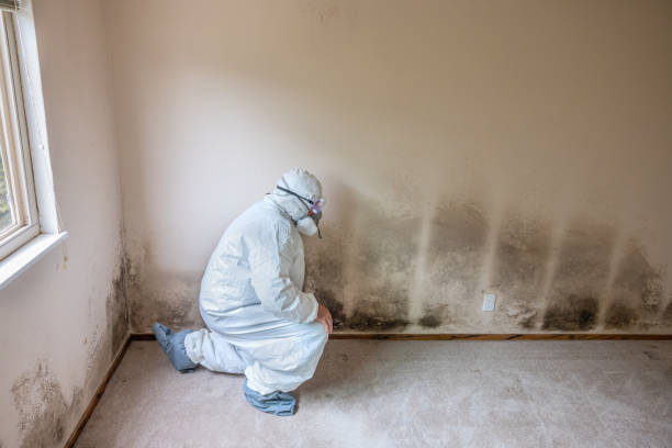 Home Mold Removal in Fruita, CO