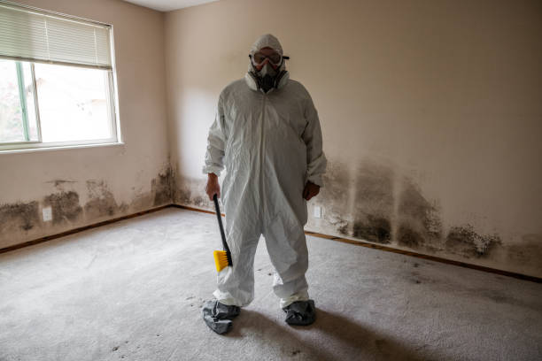 Mold Removal and Inspection