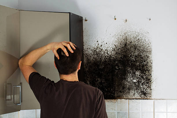 Best Certified Mold Removal  in Fruita, CO