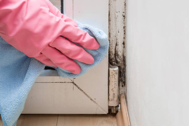 Best Toxic Mold Removal  in Fruita, CO